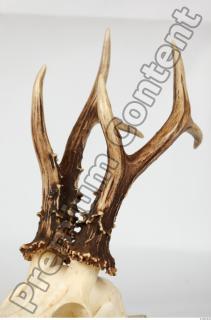 Skull Deer 0115